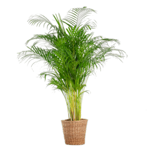 Areca-Palme (Dypsis) XL mit Korb Torun – 120 cm – Ø24