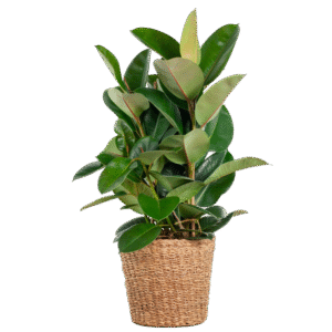 Ficus Elastica Robusta XL mit Korb Torun - 90cm - Ø27