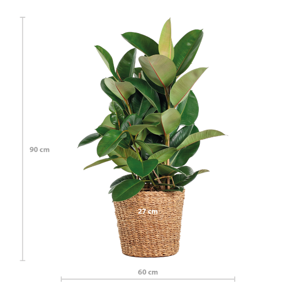 Ficus Elastica Robusta XL mit Korb Torun - 90cm - Ø27