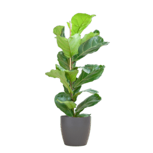 Ficus Lyrata mit Viber-Topf Grau – 80 cm – Ø21