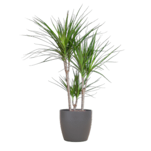 Dracaena Marginata mit Viber-Topf grau – 95 cm – Ø21