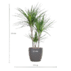 Dracaena Marginata mit Viber-Topf grau – 95 cm – Ø21