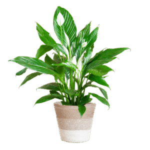Spathiphyllum mit Korb Lissabon weiß - 80cm - Ø21