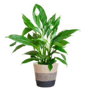 Spathiphyllum mit Korb Lissabon Schwarz - 80cm - Ø21