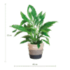 Spathiphyllum mit Korb Lissabon Schwarz - 80cm - Ø21