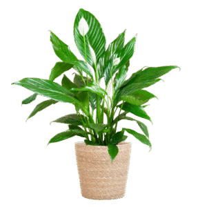 Spathiphyllum mit Korb Sofia natur - 80cm - Ø21