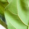 Ficus Lyrata mit Korb Sofia natur - 80cm - Ø21