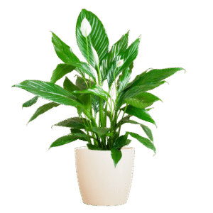 Spathiphyllum mit Viber weiß – 80 cm – Ø21