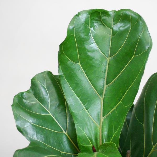 Ficus Lyrata mit Korb Sofia natur - 80cm - Ø21