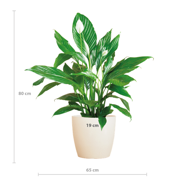 Spathiphyllum mit Viber weiß – 80 cm – Ø21