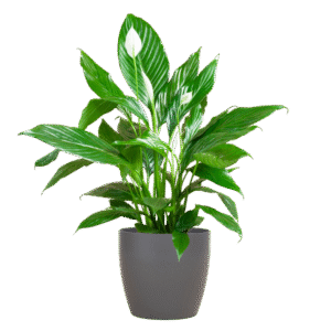 Spathiphyllum mit Viber grau – 80 cm – Ø21