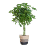 Schefflera Arab Nora mit Korb Lissabon Schwarz - 70cm - Ø21