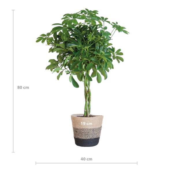 Schefflera Arab Nora mit Korb Lissabon Schwarz - 70cm - Ø21