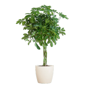 Schefflera Arab Nora mit Viber weiß – 70 cm – Ø21