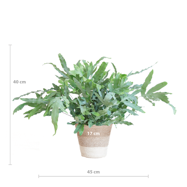 Phlebodium Aureum 'Blue Star' mit Korb Lissabon weiß - 40cm - Ø17