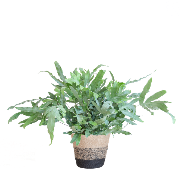 Phlebodium Aureum 'Blue Star' mit Korb Lissabon schwarz - 40cm - Ø17