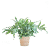 Phlebodium Aureum 'Blue Star' mit Korb Sofia natur - 40cm - Ø17