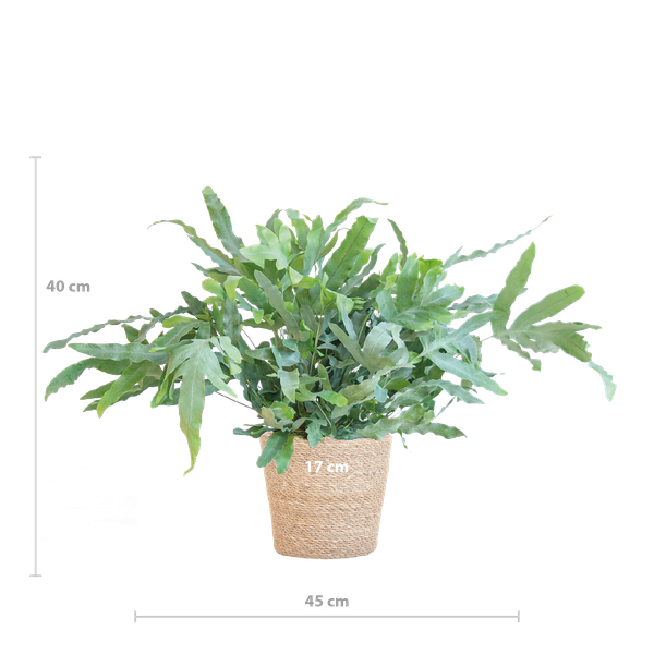 Phlebodium Aureum 'Blue Star' mit Korb Sofia natur - 40cm - Ø17