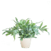Phlebodium Aureum 'Blue Star' mit Viber weiß - 40cm - Ø17