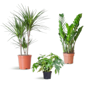 Shade Plant Box - medium - ohne Dekotopf