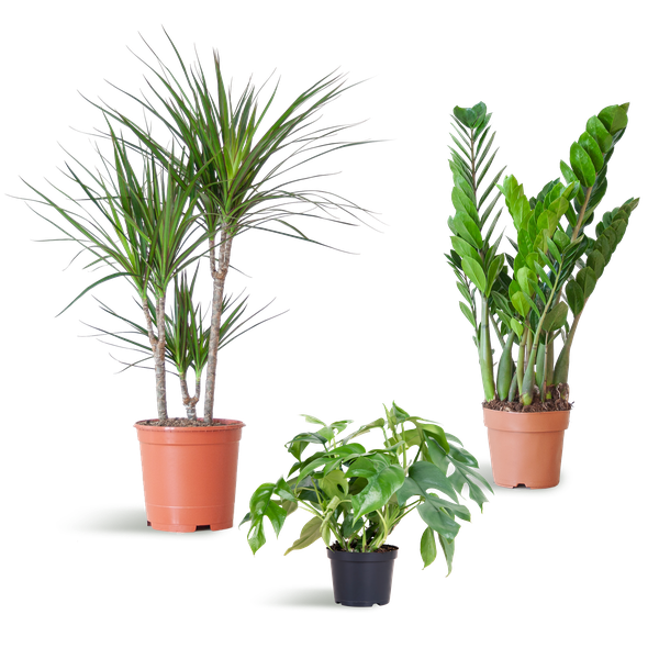 Shade Plant Box - medium - ohne Dekotopf