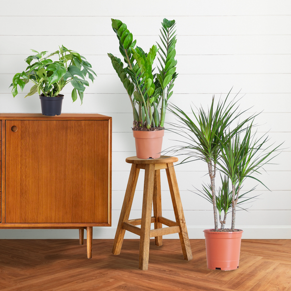 Shade Plant Box - medium - ohne Dekotopf