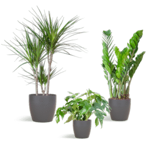 Shade Plant Box – medium – mit Vibers-Topf grau