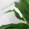 Spathiphyllum mit Viber weiß – 80 cm – Ø21