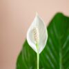 Spathiphyllum mit Viber weiß – 80 cm – Ø21