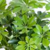 Schefflera Arab Nora mit Korb Lissabon Schwarz - 70cm - Ø21