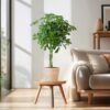 Schefflera Arab Nora mit Korb Sofia natur - 70cm - Ø21
