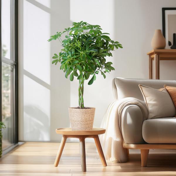 Schefflera Arab Nora mit Korb Sofia natur - 70cm - Ø21