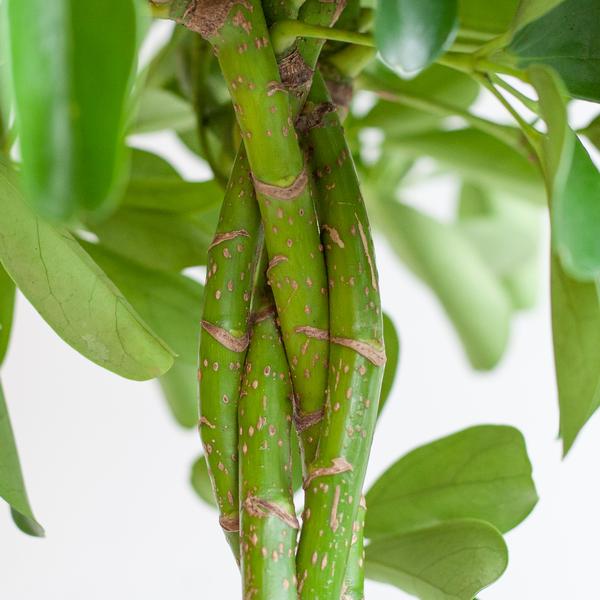 Schefflera Arab Nora mit Korb Sofia natur - 70cm - Ø21
