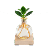 Glowplant - Clusia in einer Vase mit einer Lampe