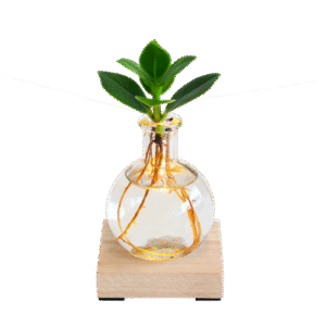 Glowplant - Clusia in einer Vase mit einer Lampe