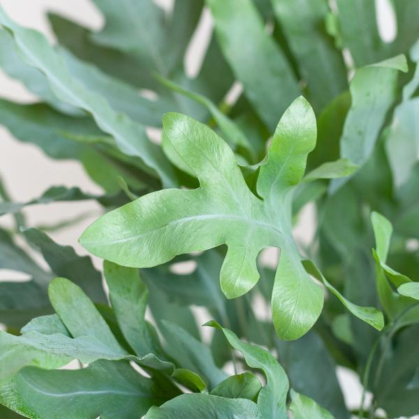 Phlebodium Aureum 'Blue Star' mit Korb Lissabon weiß - 40cm - Ø17