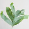 Phlebodium Aureum 'Blue Star' mit Korb Lissabon weiß - 40cm - Ø17