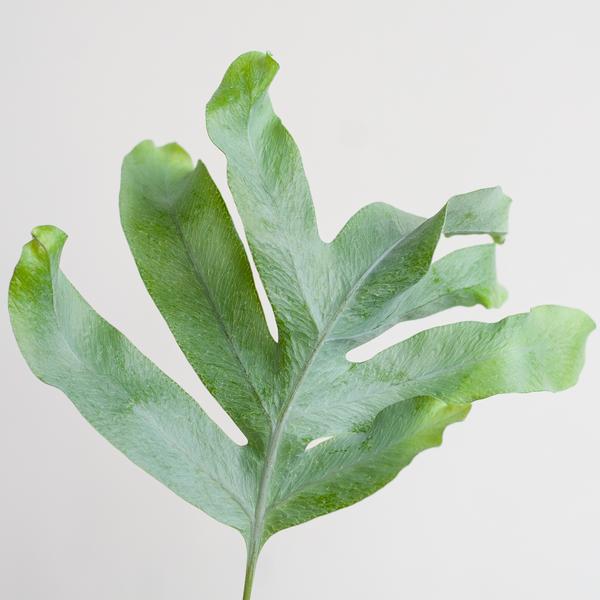 Phlebodium Aureum 'Blue Star' mit Korb Lissabon weiß - 40cm - Ø17