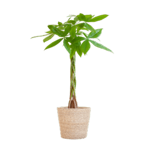 Pachira Aquatica mit Sofia-Korb natur - 80cm - Ø21