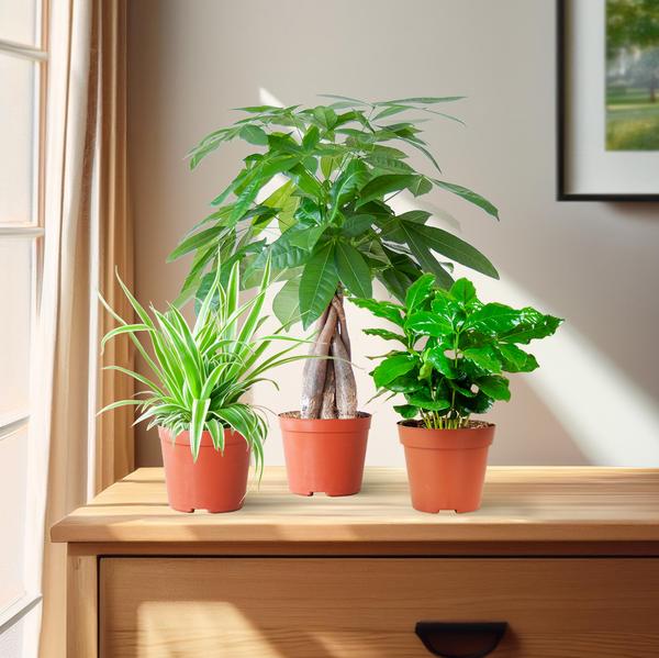Tierfreundliche Plant Box - klein - ohne Dekotopf - Ø12