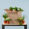 Green Misfitbox: Zimmerpflanzen 6er Set