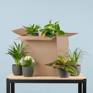 Green Misfitbox: Zimmerpflanzen 6er Set - inkl. 6 x Topf Viber Schwarz