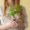 Lebensbaum - Ginkgo Biloba im Briefkastenkarton mit Informationsheft