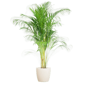 thumbnail_600-45 Areca Palm - Goldpalme - (Dypsis) mit Viber Weiß - 100cm - Ø21