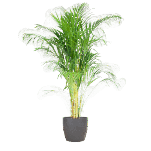 Areca Palm (Dypsis) mit Viber Grau - 100cm - Ø21