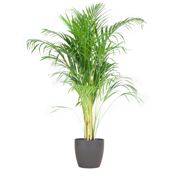 Areca Palm (Dypsis) mit Viber Grau - 100cm - Ø21