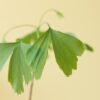 Lebensbaum - Ginkgo Biloba im Briefkastenkarton mit Informationsheft