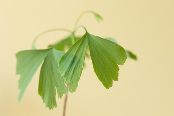 Lebensbaum - Ginkgo Biloba im Briefkastenkarton mit Informationsheft