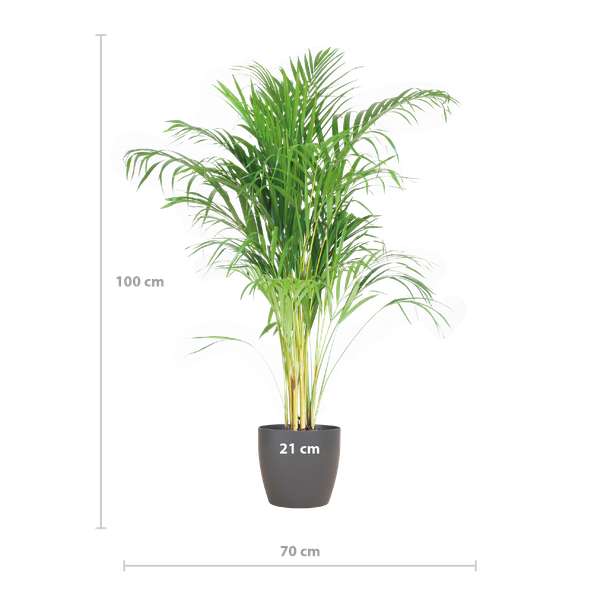 Areca Palm (Dypsis) mit Viber Grau - 100cm - Ø21