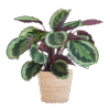 Calathea Medaillon - Korbmaranten - mit Sofia-Korb natur - 65cm - Ø21